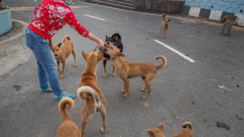 How’s life in lockdown for pets?