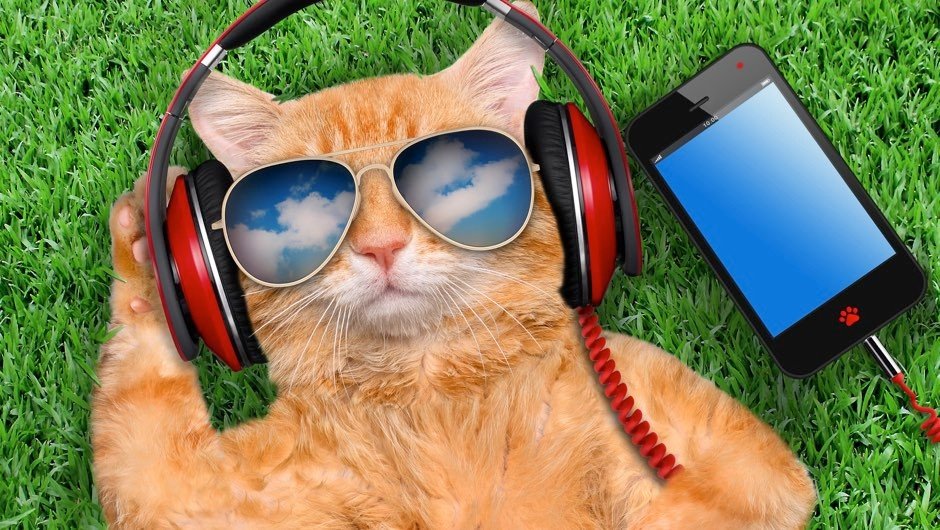 Felines like music just customized to them