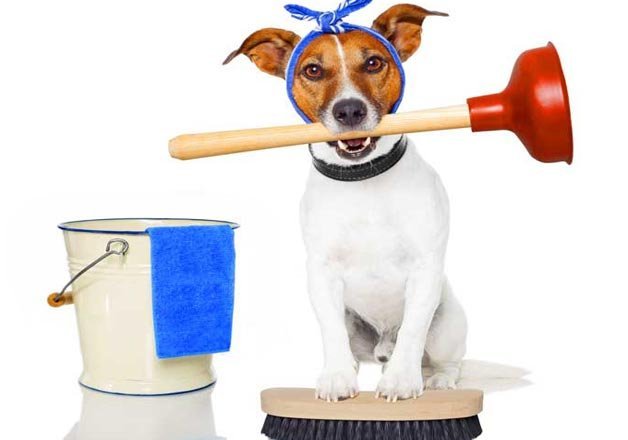 Cleaning in the pandemic is making pets debilitated