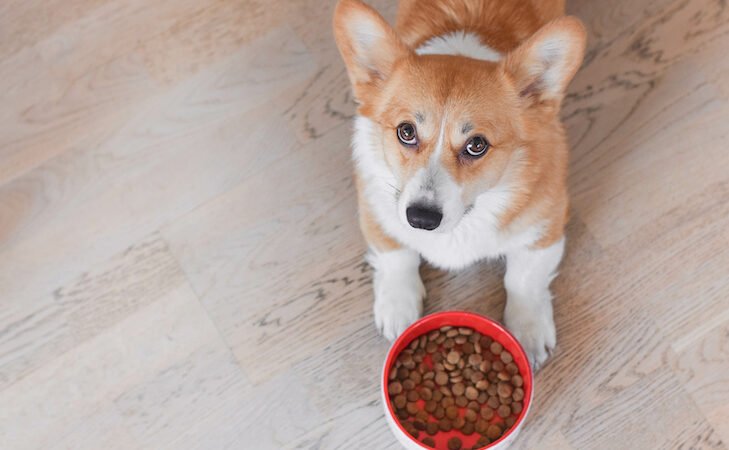 Additional food to pet-accommodating facilities