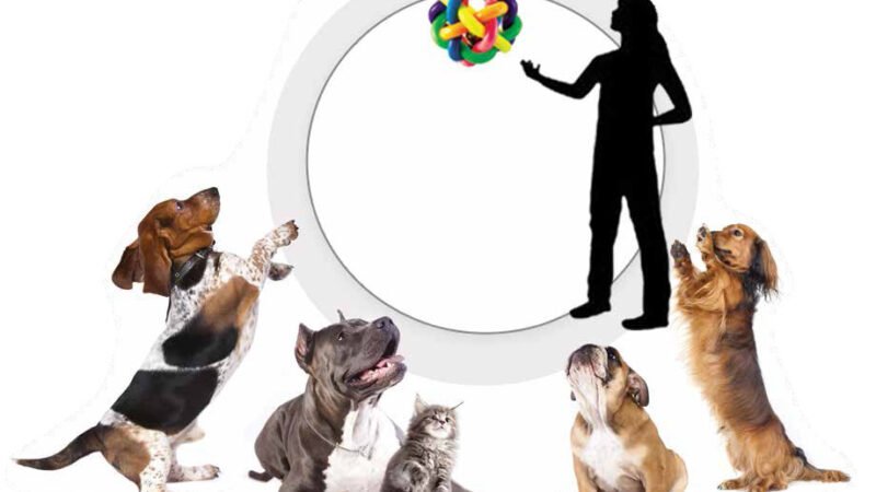 Characteristics of a decent canine mentor