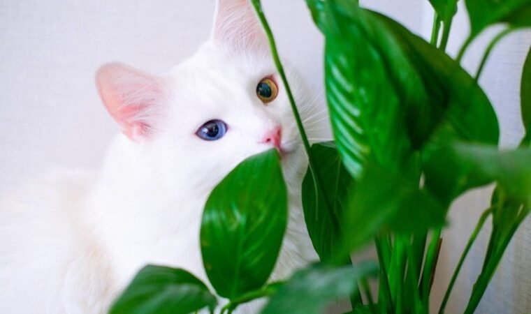 Be careful with lily harming in felines