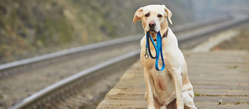 Step instructions to help a lost canines