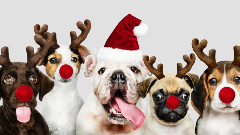 Essential freedoms towards pets