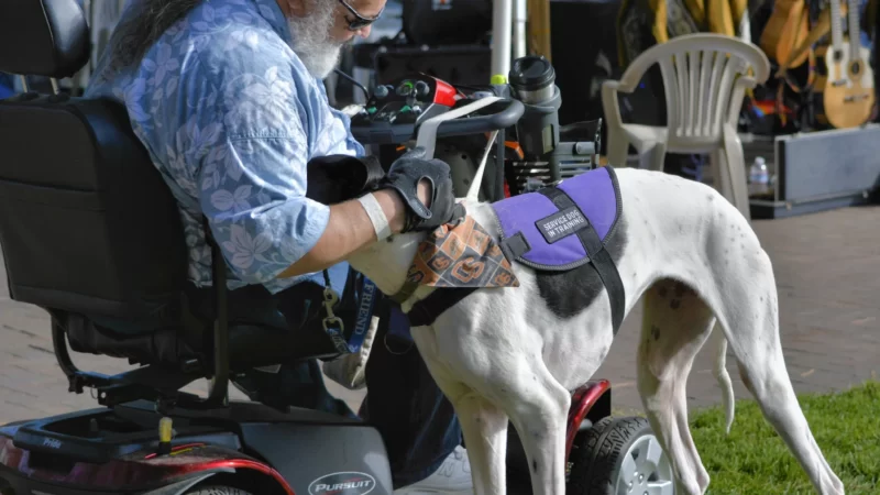 Pet canines are more brilliant than others