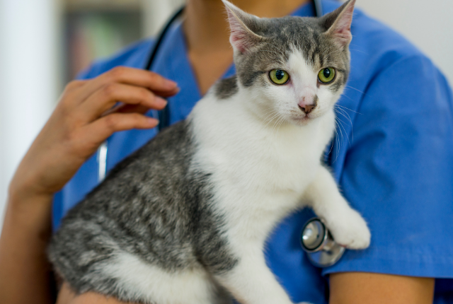 Track your fuzzy companion’s wellness levels