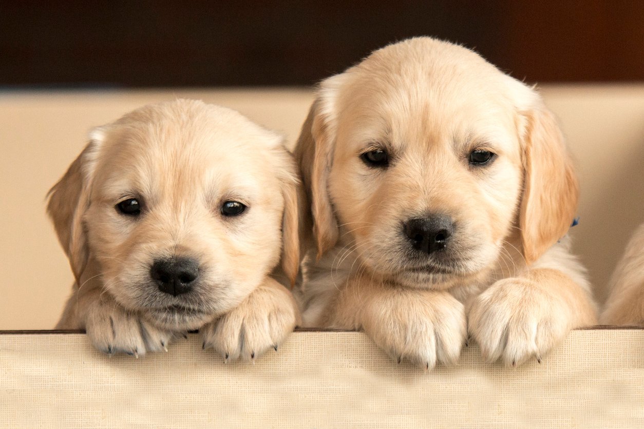 Puppies sold ‘discount’ on the web