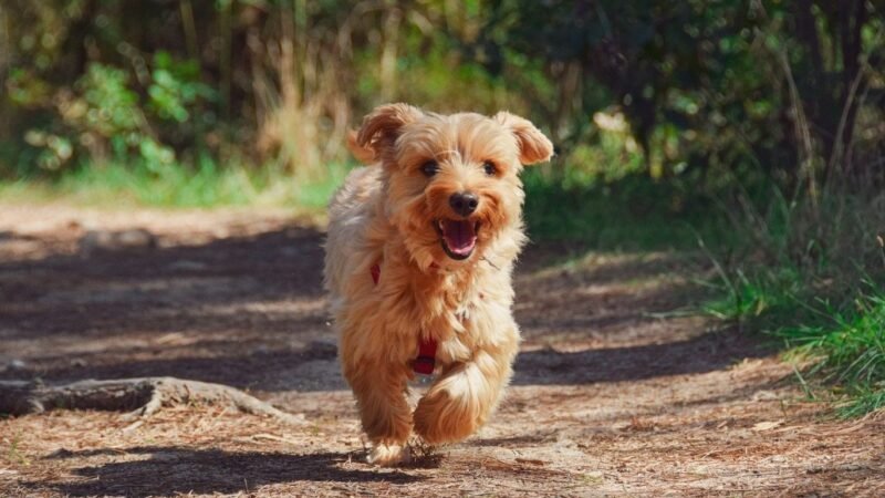 Ecologically cognizant pet guardians