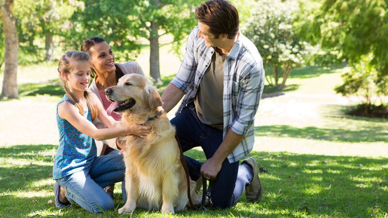 Dogs meet up with their hoomans