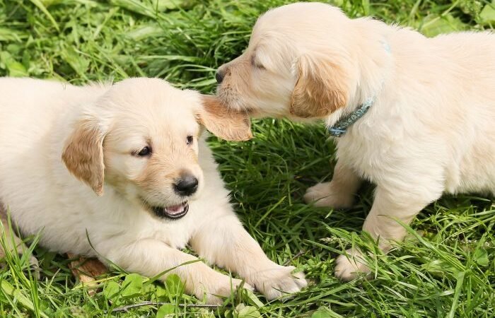 Certainty accompanies early socialization