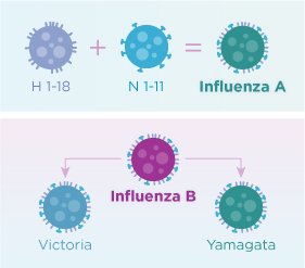 Flu A versus Influenza B