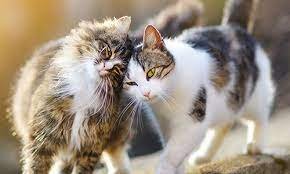 World Cat Day 7 Facts Realities About Cats That Shock You