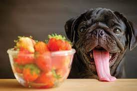 Diet For Your Pets In Summer