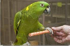 Allow To Take Off A Sweet Story Of Child Parrots