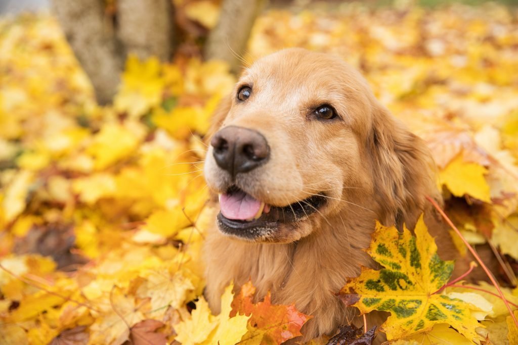 Canine may be wiped out