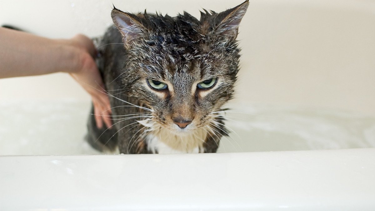 Bathe your cat, but don’t get clawed