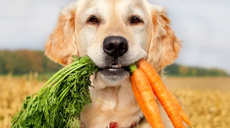 Superfoods for your canine