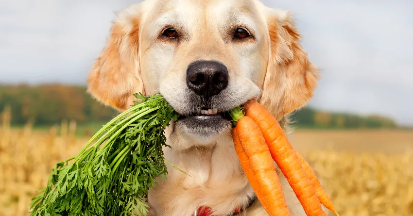 Superfoods for your canine