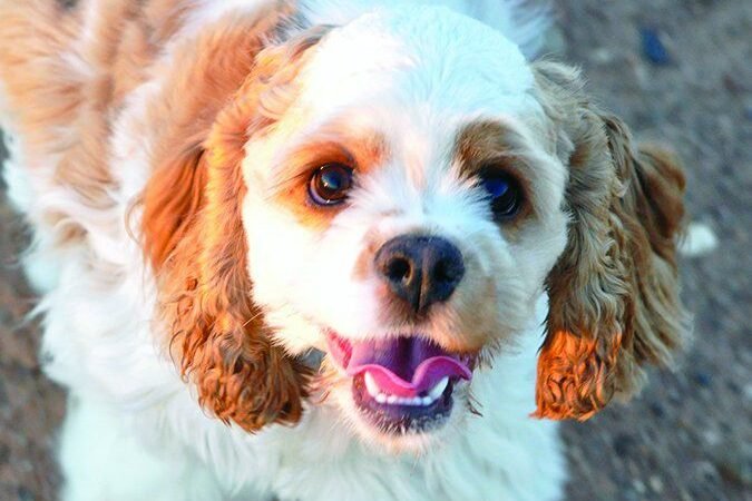 Home-alone pets endure fearing abandonment