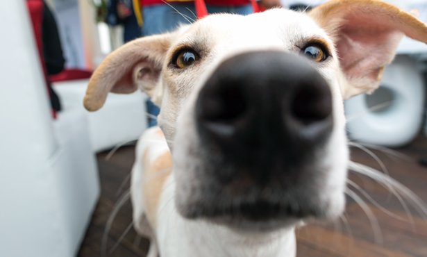 Yes, your pet canine also can get discouraged