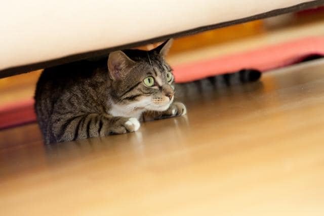 5 things that panic your feline