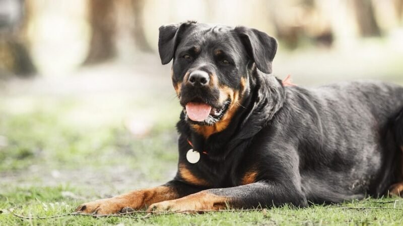 Are Rottweilers unacceptable as pets?