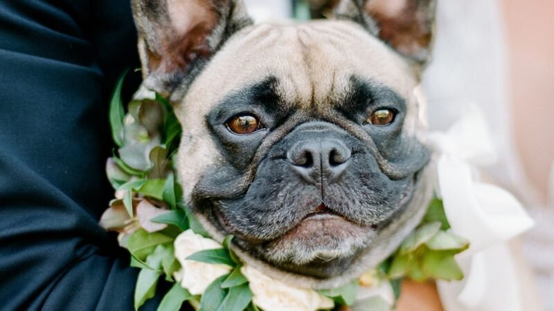 Remember your pet for your wedding