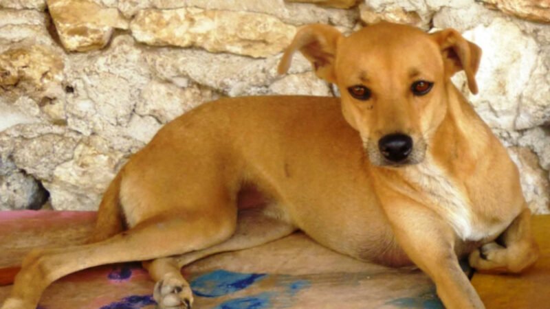 Youths assist with tracking down cover for stray