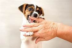 Canines can lose child teeth as well