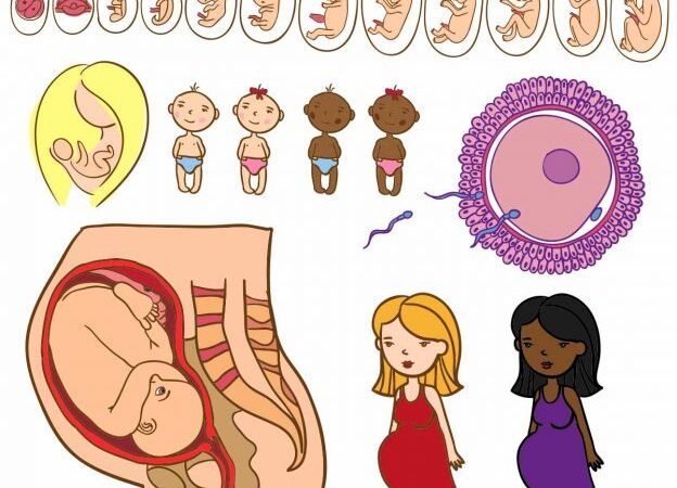 Pregnancy step by step