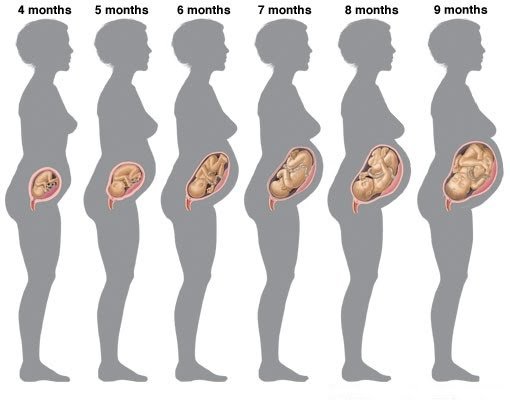 Step by step Pregnancy Guide