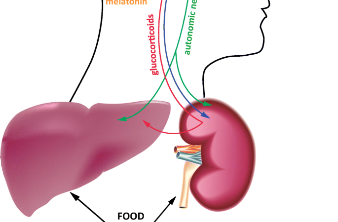 Liver infection connected to body clock