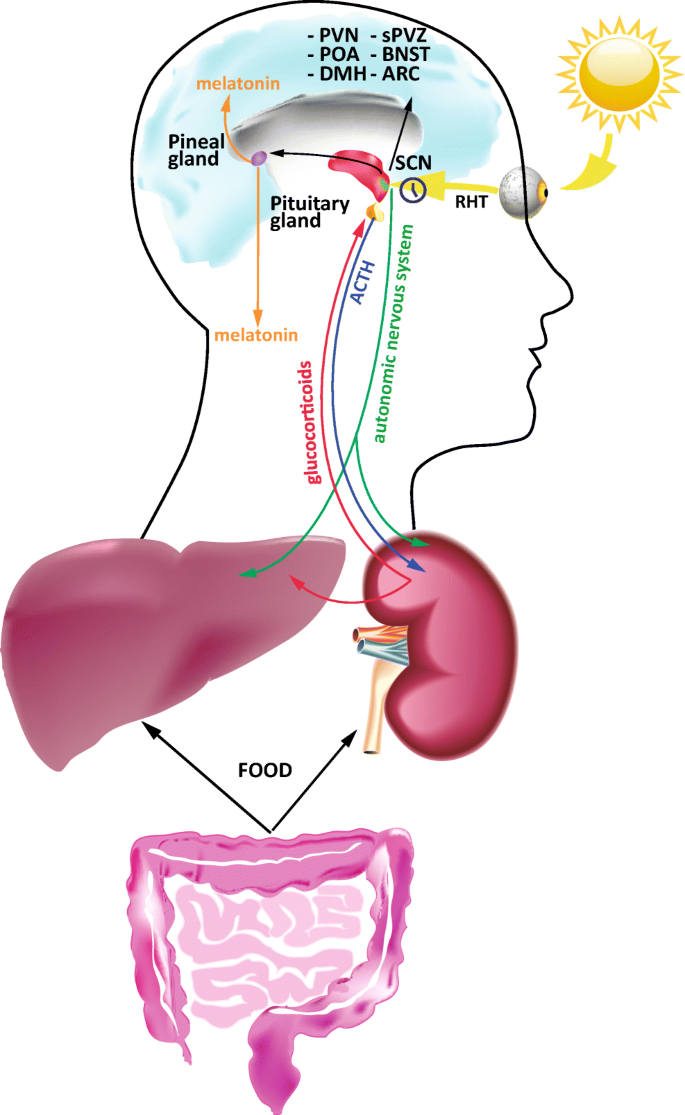 Liver infection connected to body clock