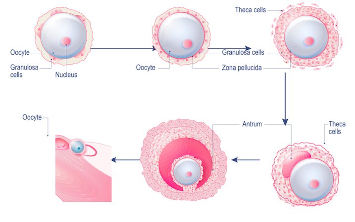 Untimely Ovarian Failure