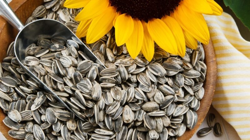 Sunflower seeds: Know the medical advantages