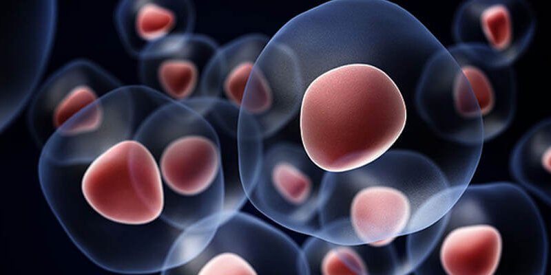 Male regenerative birth absconds