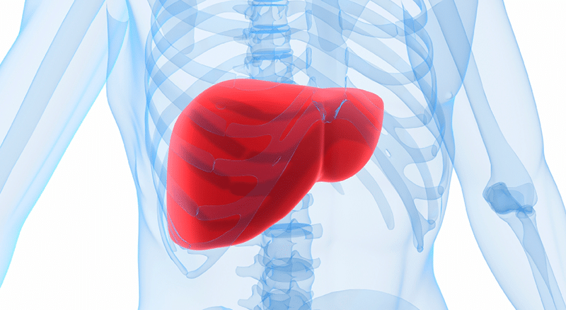 Liver – guideline of body clock