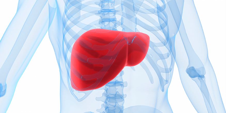 Liver – guideline of body clock