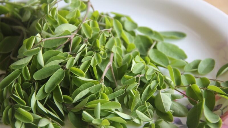 Drumsticks or moringa-medical advantages
