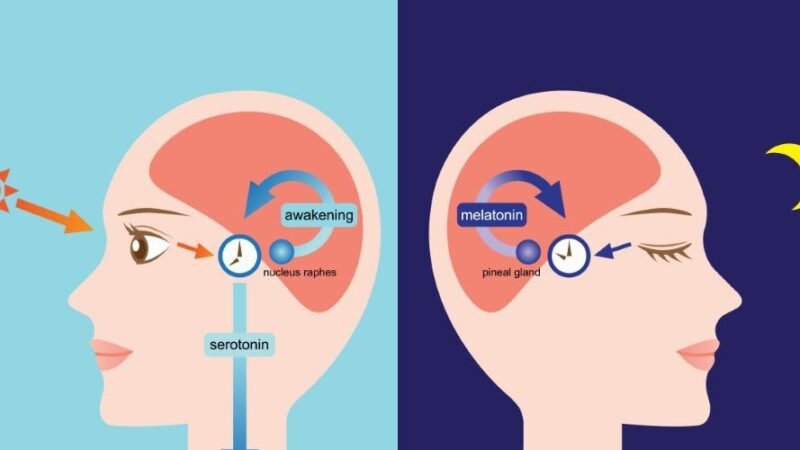 Playing with your circadian cadence