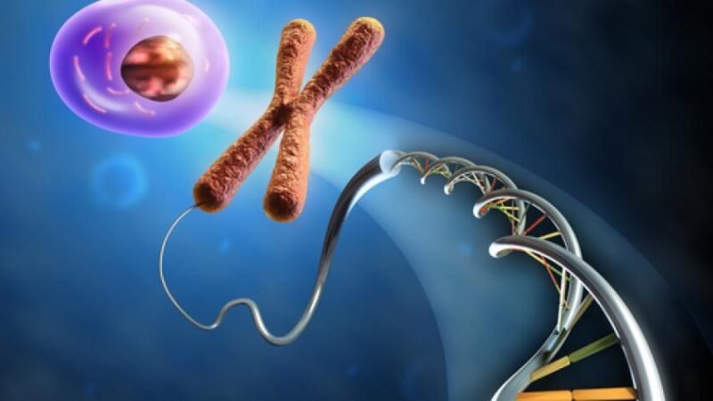 Organs and tissues ‘converse with’ digestion!