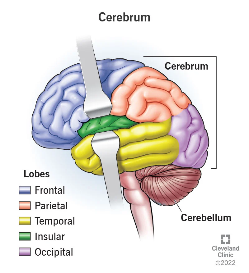 Cerebrum Is Preventing You From Working out