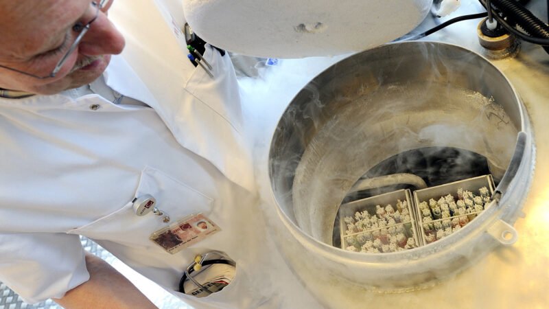 Woman’s Should Maintain Their Freezed Eggs