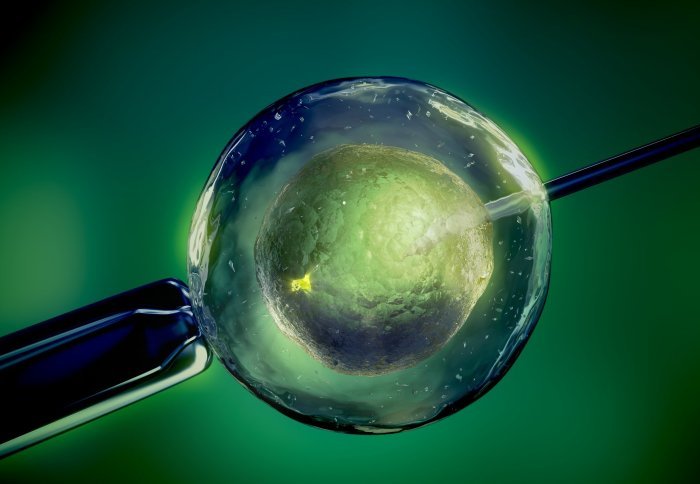 Chemical Kisspeptin To Make IVF More secure