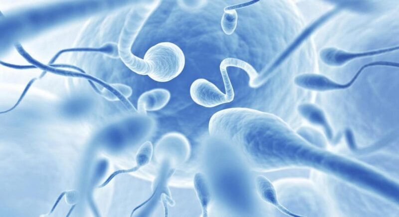 Method for actuating Fruitless Sperm!