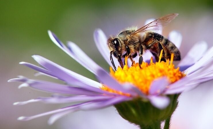 Bee Toxin Treats Bosom Malignant growth