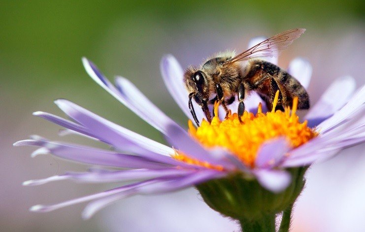 Bee Toxin Treats Bosom Malignant growth