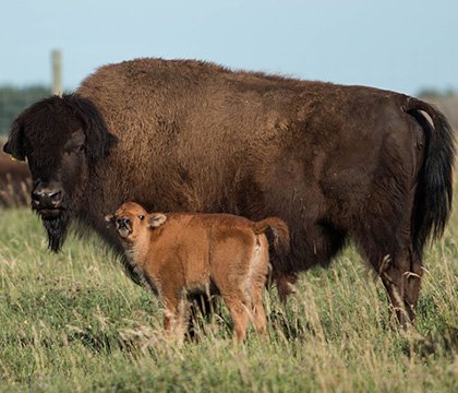 Wood Buffalo Calves Created Through IVF