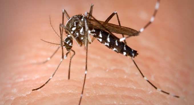 Can Zika Affect Reproductive Health Of Males