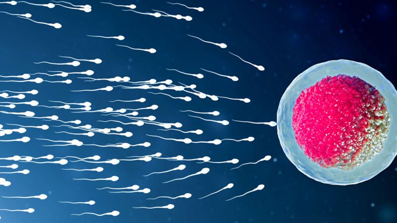 Sperm DNA Harm And Unsuccessful labors